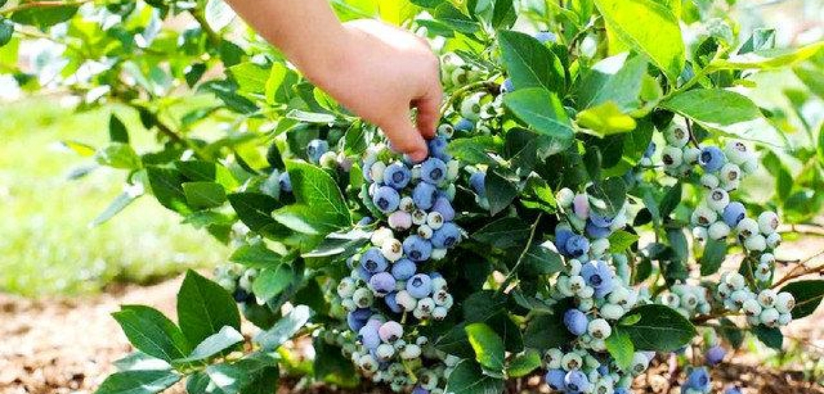 В світі відбувається революція нових сортів лохини попри пандемію